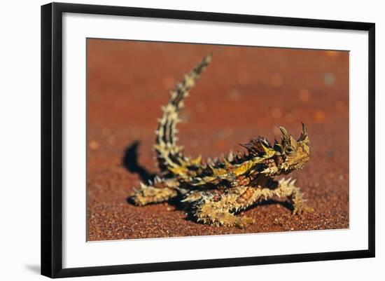 Thorny Devil on Desert Sand-null-Framed Photographic Print