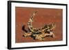 Thorny Devil on Desert Sand-null-Framed Photographic Print