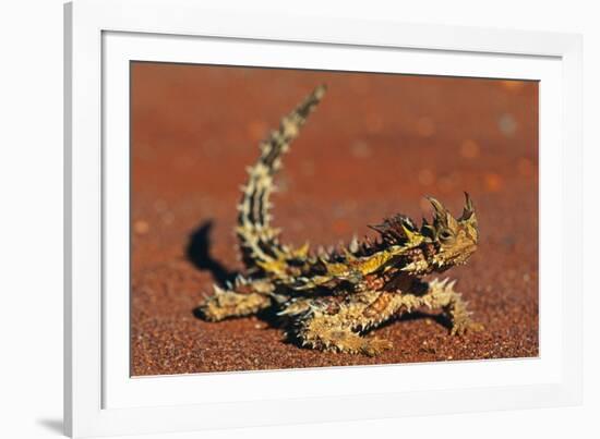 Thorny Devil on Desert Sand-null-Framed Photographic Print