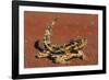 Thorny Devil on Desert Sand-null-Framed Photographic Print