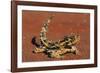 Thorny Devil on Desert Sand-null-Framed Photographic Print