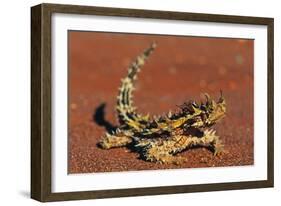 Thorny Devil on Desert Sand-null-Framed Photographic Print