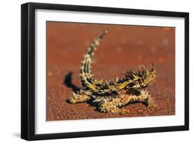 Thorny Devil on Desert Sand-null-Framed Photographic Print