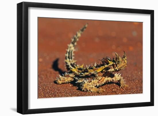 Thorny Devil on Desert Sand-null-Framed Photographic Print