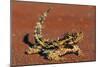 Thorny Devil on Desert Sand-null-Mounted Photographic Print