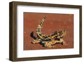 Thorny Devil on Desert Sand-null-Framed Photographic Print