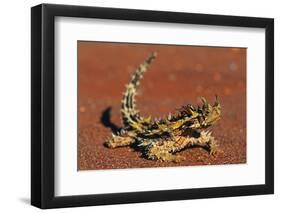 Thorny Devil on Desert Sand-null-Framed Photographic Print