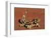 Thorny Devil on Desert Sand-null-Framed Photographic Print