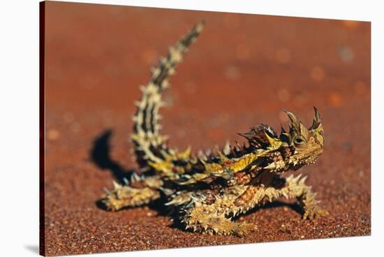Thorny Devil on Desert Sand-null-Stretched Canvas