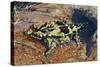 Thorny Devil or Thorny Dragon (Moloch Horridus), Agamidae-null-Stretched Canvas