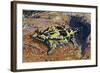 Thorny Devil or Thorny Dragon (Moloch Horridus), Agamidae-null-Framed Giclee Print