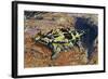 Thorny Devil or Thorny Dragon (Moloch Horridus), Agamidae-null-Framed Giclee Print