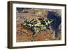 Thorny Devil or Thorny Dragon (Moloch Horridus), Agamidae-null-Framed Giclee Print