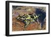 Thorny Devil or Thorny Dragon (Moloch Horridus), Agamidae-null-Framed Giclee Print