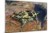 Thorny Devil or Thorny Dragon (Moloch Horridus), Agamidae-null-Mounted Giclee Print