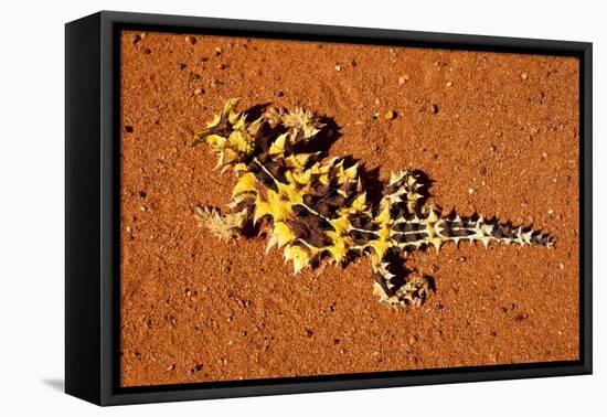 Thorny Devil, Uluru - Kata Tjuta National Park, Australia-Paul Souders-Framed Stretched Canvas