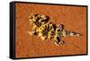 Thorny Devil, Uluru - Kata Tjuta National Park, Australia-Paul Souders-Framed Stretched Canvas