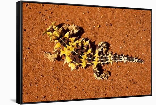 Thorny Devil, Uluru - Kata Tjuta National Park, Australia-Paul Souders-Framed Stretched Canvas