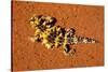 Thorny Devil, Uluru - Kata Tjuta National Park, Australia-Paul Souders-Stretched Canvas