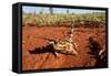 Thorny Devil, Uluru - Kata Tjuta National Park, Australia-Paul Souders-Framed Stretched Canvas