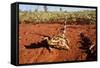 Thorny Devil, Uluru - Kata Tjuta National Park, Australia-Paul Souders-Framed Stretched Canvas