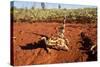 Thorny Devil, Uluru - Kata Tjuta National Park, Australia-Paul Souders-Stretched Canvas