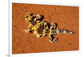 Thorny Devil, Uluru - Kata Tjuta National Park, Australia-Paul Souders-Framed Photographic Print