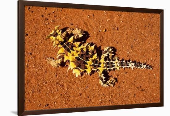 Thorny Devil, Uluru - Kata Tjuta National Park, Australia-Paul Souders-Framed Photographic Print