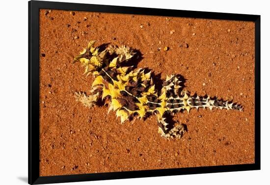 Thorny Devil, Uluru - Kata Tjuta National Park, Australia-Paul Souders-Framed Photographic Print