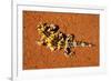 Thorny Devil, Uluru - Kata Tjuta National Park, Australia-Paul Souders-Framed Photographic Print