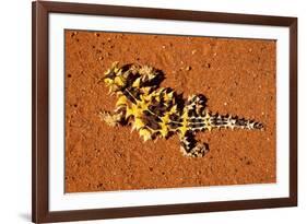 Thorny Devil, Uluru - Kata Tjuta National Park, Australia-Paul Souders-Framed Photographic Print