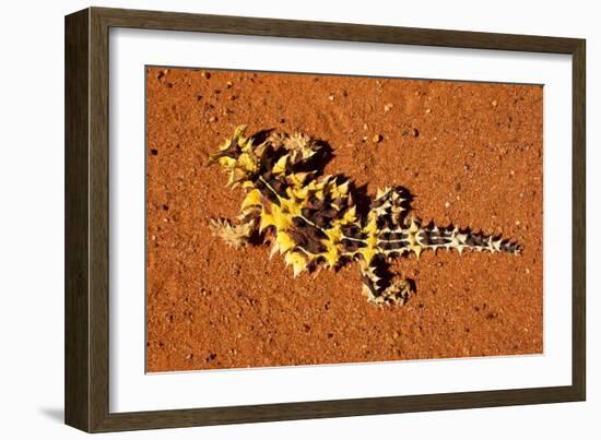 Thorny Devil, Uluru - Kata Tjuta National Park, Australia-Paul Souders-Framed Photographic Print