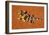 Thorny Devil, Uluru - Kata Tjuta National Park, Australia-Paul Souders-Framed Photographic Print