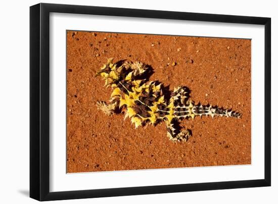 Thorny Devil, Uluru - Kata Tjuta National Park, Australia-Paul Souders-Framed Photographic Print