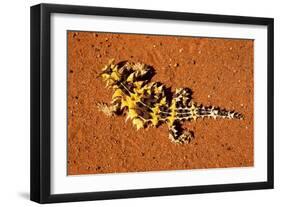 Thorny Devil, Uluru - Kata Tjuta National Park, Australia-Paul Souders-Framed Photographic Print