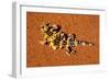 Thorny Devil, Uluru - Kata Tjuta National Park, Australia-Paul Souders-Framed Photographic Print