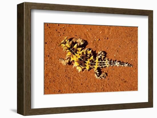 Thorny Devil, Uluru - Kata Tjuta National Park, Australia-Paul Souders-Framed Photographic Print