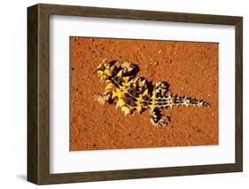 Thorny Devil, Uluru - Kata Tjuta National Park, Australia-Paul Souders-Framed Photographic Print