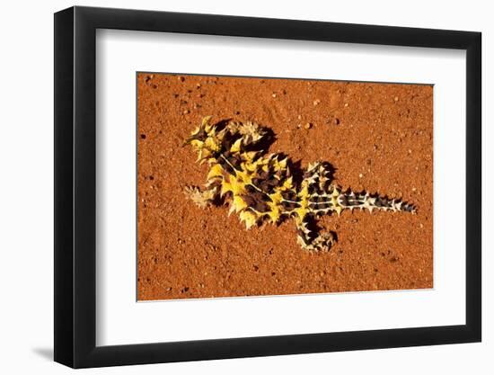 Thorny Devil, Uluru - Kata Tjuta National Park, Australia-Paul Souders-Framed Photographic Print