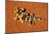 Thorny Devil, Uluru - Kata Tjuta National Park, Australia-Paul Souders-Mounted Photographic Print