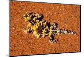 Thorny Devil, Uluru - Kata Tjuta National Park, Australia-Paul Souders-Mounted Photographic Print