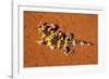 Thorny Devil, Uluru - Kata Tjuta National Park, Australia-Paul Souders-Framed Photographic Print