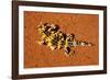 Thorny Devil, Uluru - Kata Tjuta National Park, Australia-Paul Souders-Framed Photographic Print