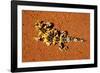 Thorny Devil, Uluru - Kata Tjuta National Park, Australia-Paul Souders-Framed Photographic Print