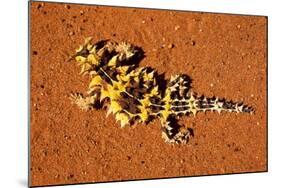 Thorny Devil, Uluru - Kata Tjuta National Park, Australia-Paul Souders-Mounted Photographic Print