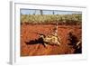 Thorny Devil, Uluru - Kata Tjuta National Park, Australia-Paul Souders-Framed Photographic Print