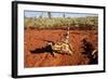 Thorny Devil, Uluru - Kata Tjuta National Park, Australia-Paul Souders-Framed Photographic Print