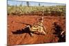 Thorny Devil, Uluru - Kata Tjuta National Park, Australia-Paul Souders-Mounted Photographic Print