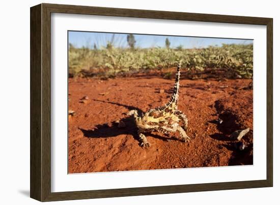 Thorny Devil, Uluru - Kata Tjuta National Park, Australia-Paul Souders-Framed Photographic Print