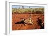 Thorny Devil, Uluru - Kata Tjuta National Park, Australia-Paul Souders-Framed Photographic Print